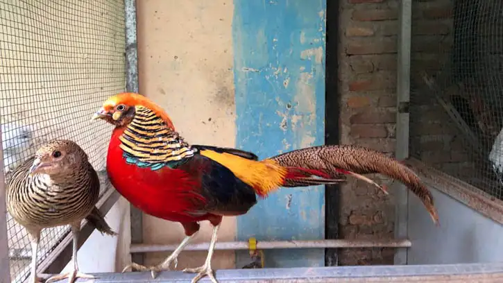 Kandang Ideal untuk Ayam Hias: Bersih dan Nyaman